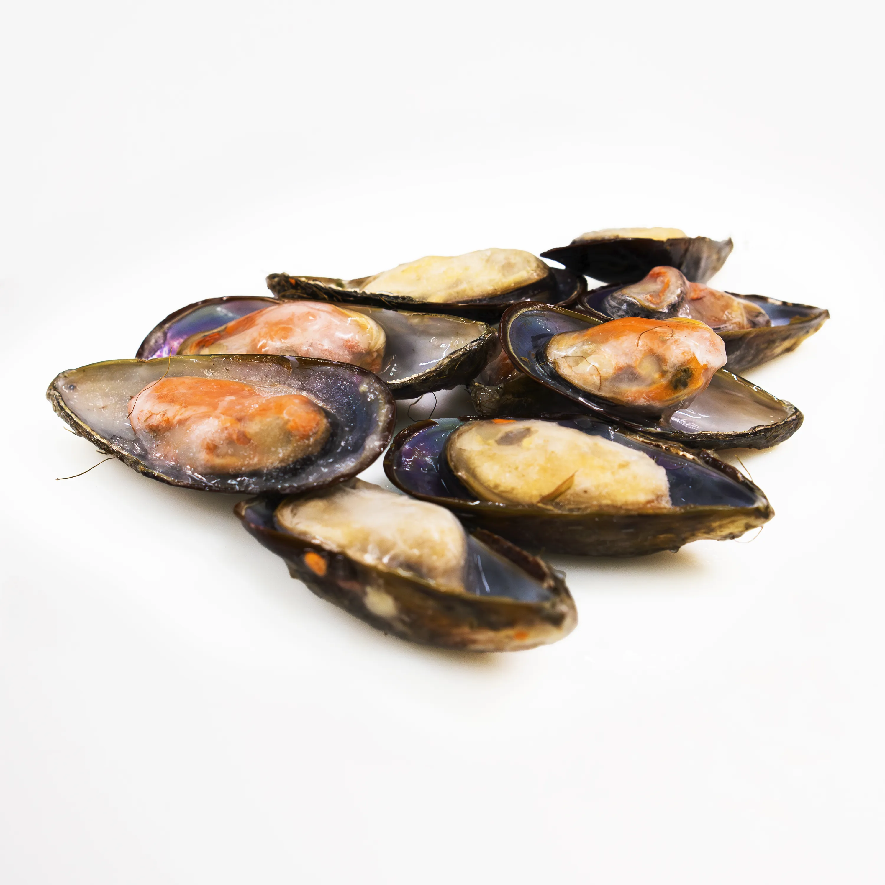 Mussel meia concha